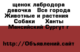 щенок лабродора девочка - Все города Животные и растения » Собаки   . Ханты-Мансийский,Сургут г.